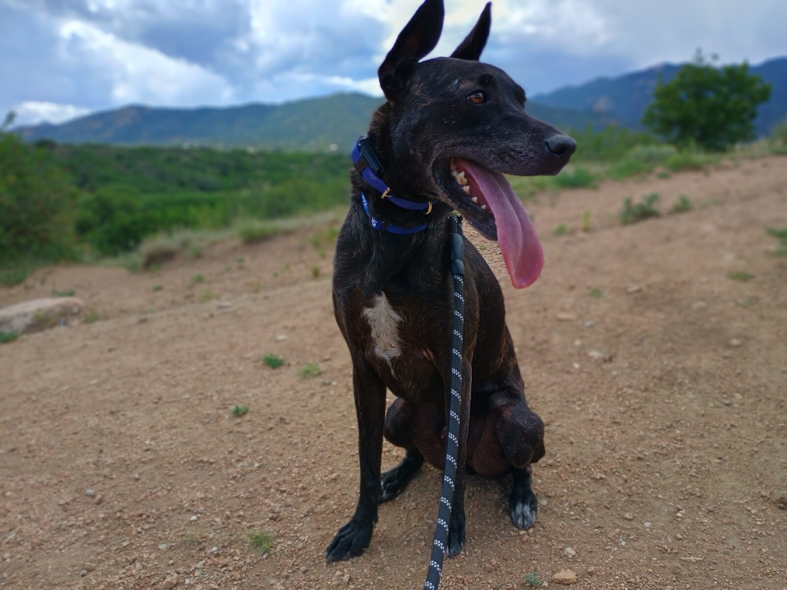 Oliver sitting on a trail with mountains in the background, tongue out and happy
