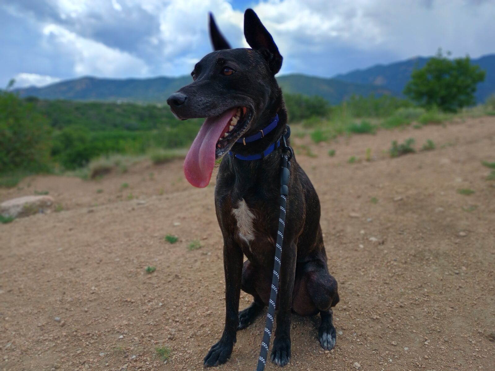 Oliver sitting with ears up, mouth open and tongue out, mountains and cloudy sky in the background