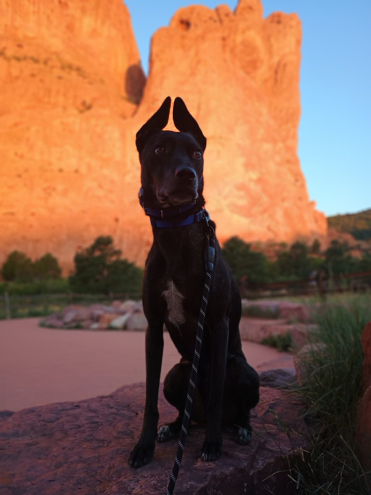 Oliver the dog sitting in front of towering red rock formations at Garden of the Gods, ears alert, at sunset