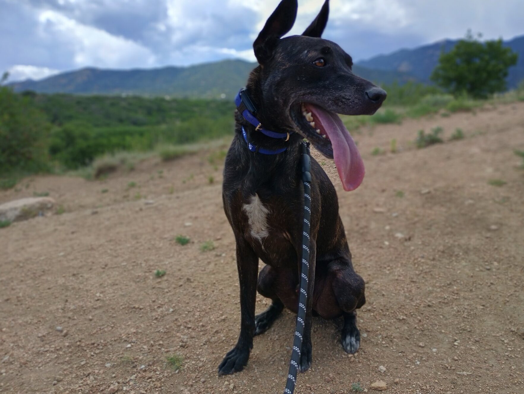 Oliver sitting on a mountain trail, ears up, mouth open and tongue out, hills and mountains in the background